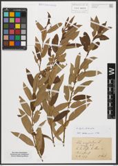 Foto von Salix triandra L.